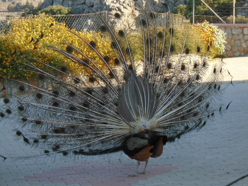 Aparthotel Lindos Nest à Pefki Extérieur photo